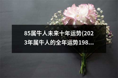 85属牛人未来十年运势(2023年属牛人的全年运势1985出生)