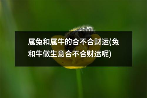 属兔和属牛的合不合财运(兔和牛做生意合不合财运呢)