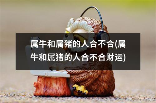 属牛和属猪的人合不合(属牛和属猪的人合不合财运)