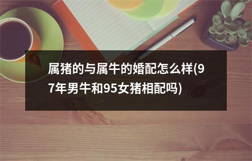 属猪的与属牛的婚配怎么样(97年男牛和95女猪相配吗)