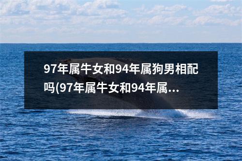 97年属牛女和94年属狗男相配吗(97年属牛女和94年属狗男的婚姻怎么样)