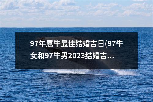 97年属牛佳结婚吉日(97牛女和97牛男2023结婚吉日)