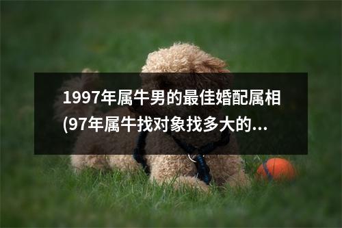 1997年属牛男的佳婚配属相(97年属牛找对象找多大的好)