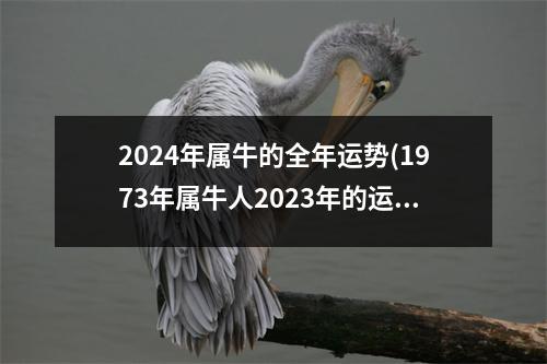 2024年属牛的全年运势(1973年属牛人2023年的运势)