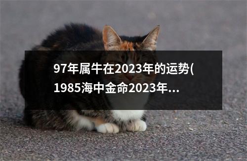 97年属牛在2023年的运势(1985海中金命2023年运势)