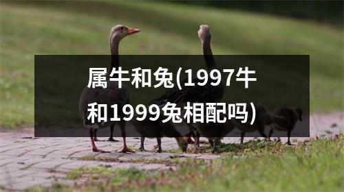 属牛和兔(1997牛和1999兔相配吗)