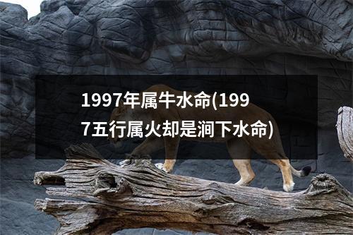 1997年属牛水命(1997五行属火却是涧下水命)