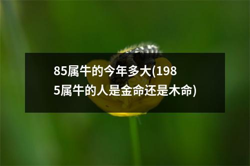 85属牛的今年多大(1985属牛的人是金命还是木命)