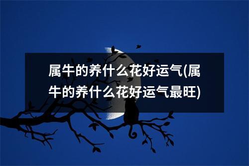 属牛的养什么花好运气(属牛的养什么花好运气旺)