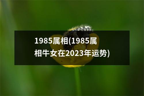 1985属相(1985属相牛女在2023年运势)