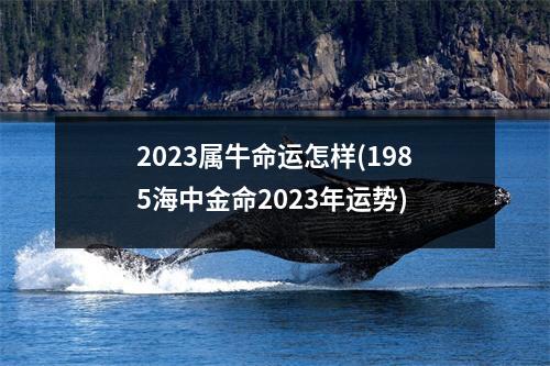 2023属牛命运怎样(1985海中金命2023年运势)