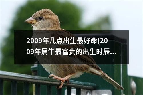 2009年几点出生好命(2009年属牛富贵的出生时辰)