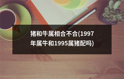 猪和牛属相合不合(1997年属牛和1995属猪配吗)