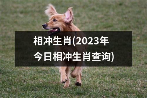 相冲生肖(2023年今日相冲生肖查询)