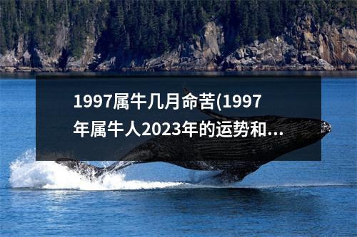 1997属牛几月命苦(1997年属牛人2023年的运势和婚姻)