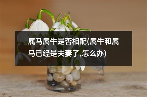 属马属牛是否相配(属牛和属马已经是夫妻了,怎么办)