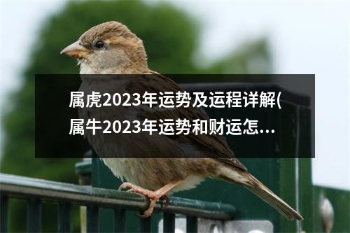 属虎2023年运势及运程详解(属牛2023年运势和财运怎么样呢)