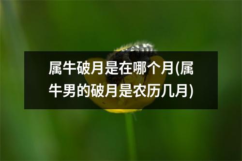 属牛破月是在哪个月(属牛男的破月是农历几月)