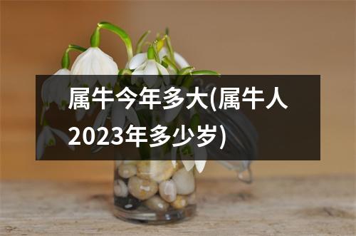 属牛今年多大(属牛人2023年多少岁)