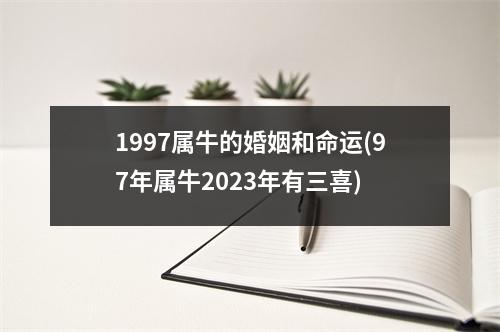 1997属牛的婚姻和命运(97年属牛2023年有三喜)