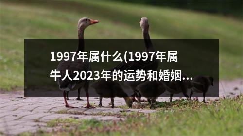 1997年属什么(1997年属牛人2023年的运势和婚姻)