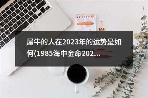 属牛的人在2023年的运势是如何(1985海中金命2023年运势)