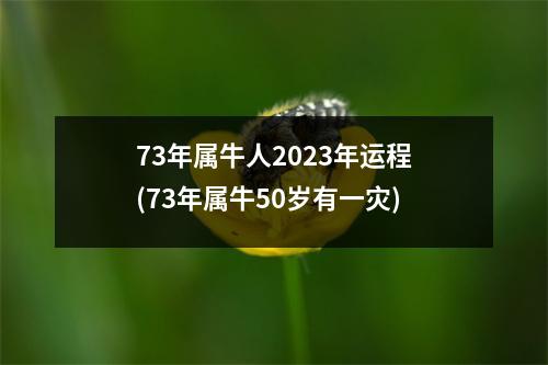 73年属牛人2023年运程(73年属牛50岁有一灾)