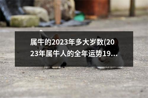 属牛的2023年多大岁数(2023年属牛人的全年运势1985出生)