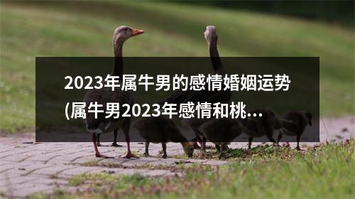 2023年属牛男的感情婚姻运势(属牛男2023年感情和桃花运)