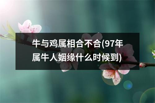 牛与鸡属相合不合(97年属牛人姻缘什么时候到)