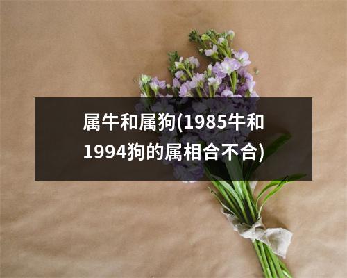 属牛和属狗(1985牛和1994狗的属相合不合)