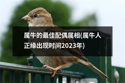 属牛的佳配偶属相(属牛人正缘出现时间2023年)