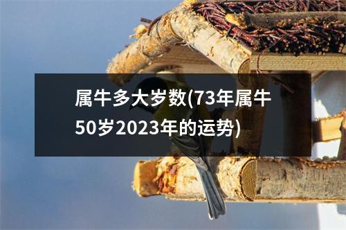 属牛多大岁数(73年属牛50岁2023年的运势)