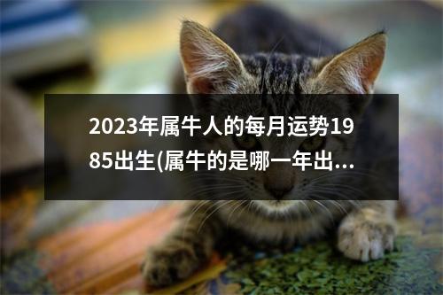 2023年属牛人的每月运势1985出生(属牛的是哪一年出生的她今年10岁)