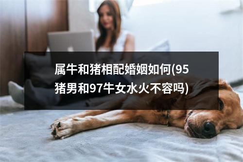 属牛和猪相配婚姻如何(95猪男和97牛女水火不容吗)