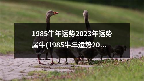 1985牛年运势2023年运势属牛(1985牛年运势2024年运势属牛)