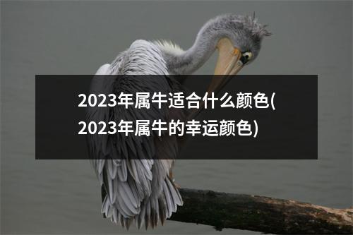 2023年属牛适合什么颜色(2023年属牛的幸运颜色)