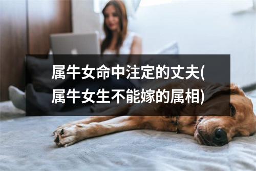 属牛女命中注定的丈夫(属牛女生不能嫁的属相)