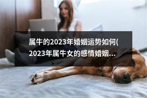 属牛的2023年婚姻运势如何(2023年属牛女的感情婚姻运势)