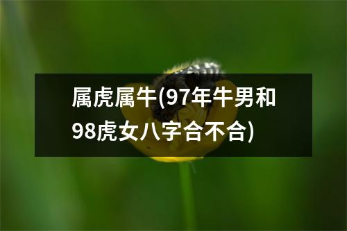 属虎属牛(97年牛男和98虎女八字合不合)