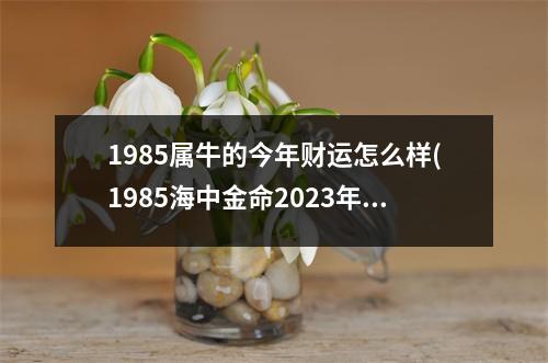 1985属牛的今年财运怎么样(1985海中金命2023年运势)