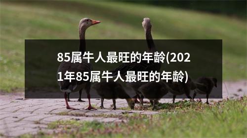 85属牛人旺的年龄(2021年85属牛人旺的年龄)