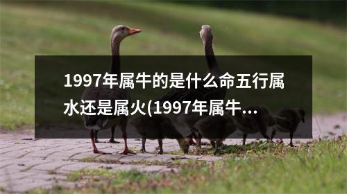 1997年属牛的是什么命五行属水还是属火(1997年属牛水命又说火命)