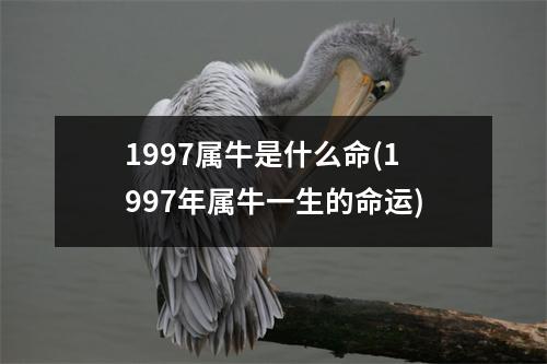 1997属牛是什么命(1997年属牛一生的命运)