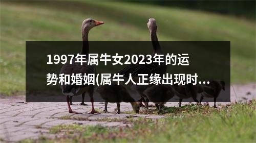 1997年属牛女2023年的运势和婚姻(属牛人正缘出现时间2023年)