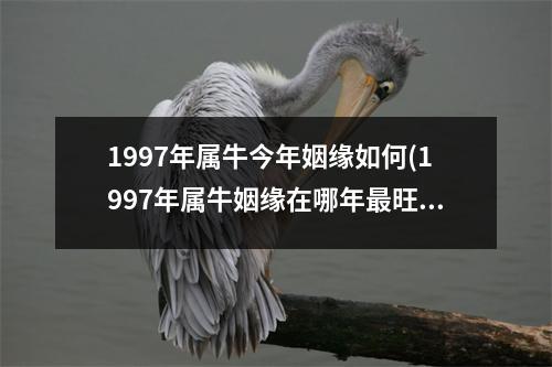 1997年属牛今年姻缘如何(1997年属牛姻缘在哪年旺盛2020年婚姻运势怎么样)