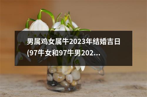 男属鸡女属牛2023年结婚吉日(97牛女和97牛男2023结婚吉日)