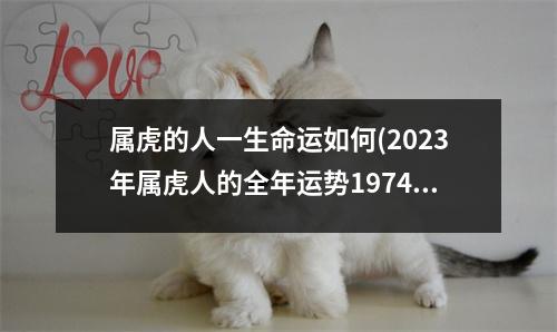 属虎的人一生命运如何(2023年属虎人的全年运势1974出生)