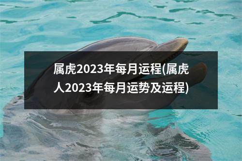 属虎2023年每月运程(属虎人2023年每月运势及运程)