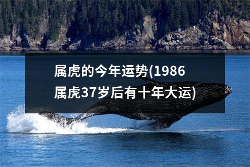 属虎的今年运势(1986属虎37岁后有十年大运)